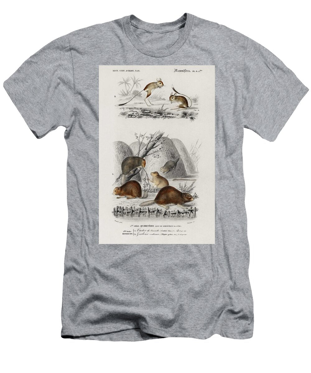 Beaver Castor and Jerboa Dipus Illustrated By Charles Dessalines D Orbigny 1806 1876 Celestial Images T-Shirt