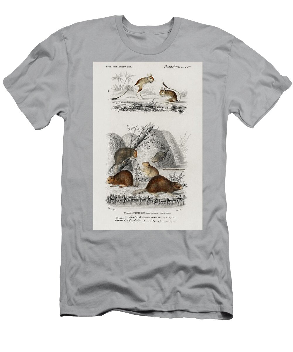 Beaver Castor and Jerboa Dipus Illustrated By Charles Dessalines D Orbigny 1806 1876 Les Classics T-Shirt