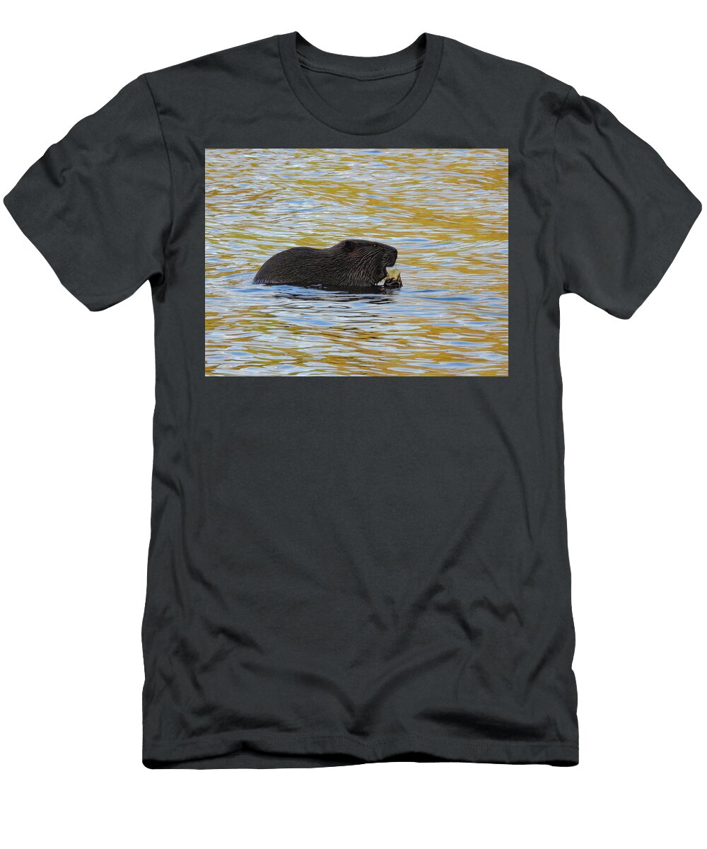 Beaver Eating At Sunset Steven Gorin T-Shirt