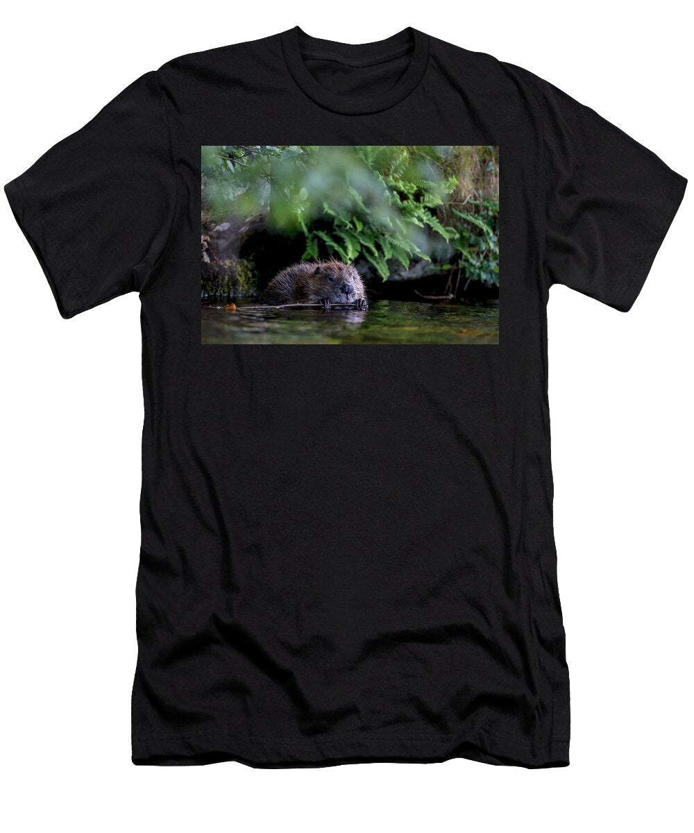 Beaver Eating Bark From Branch with Foliage and Ferns Scotland the Big Picture Natureplcom T-Shirt