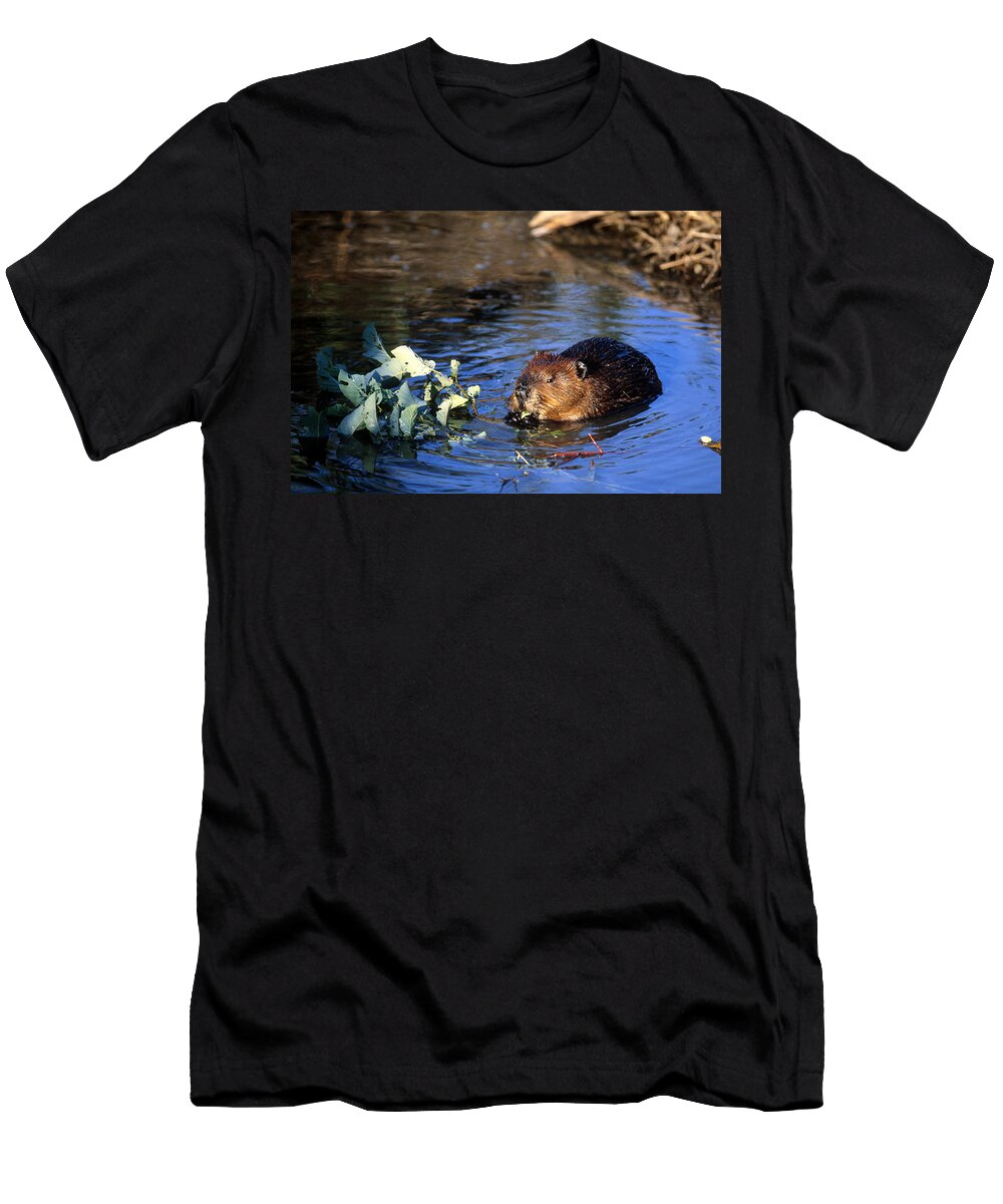 Beaver Eating Paul J Fusco T-Shirt