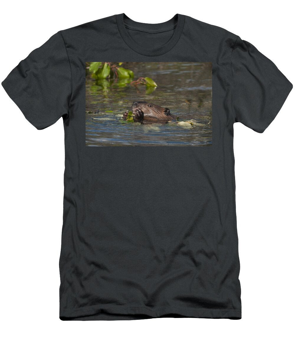 Beaver Eats Willow Leaves in a Pond Ron Sanford T-Shirt