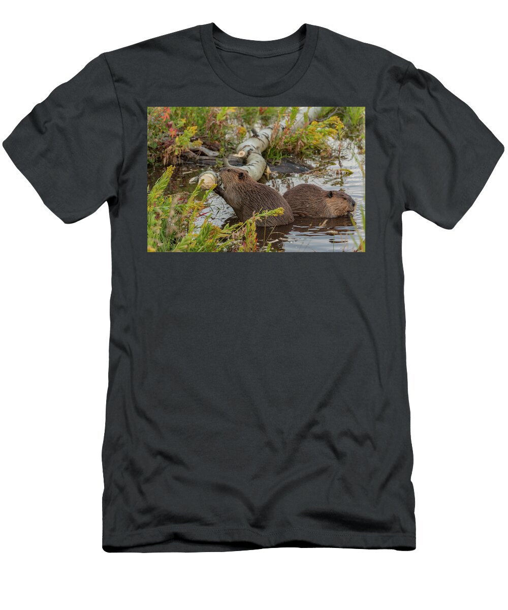 Beaver Feeding on Aspen Grand Teton National Park Jeff Foott Natureplcom T-Shirt