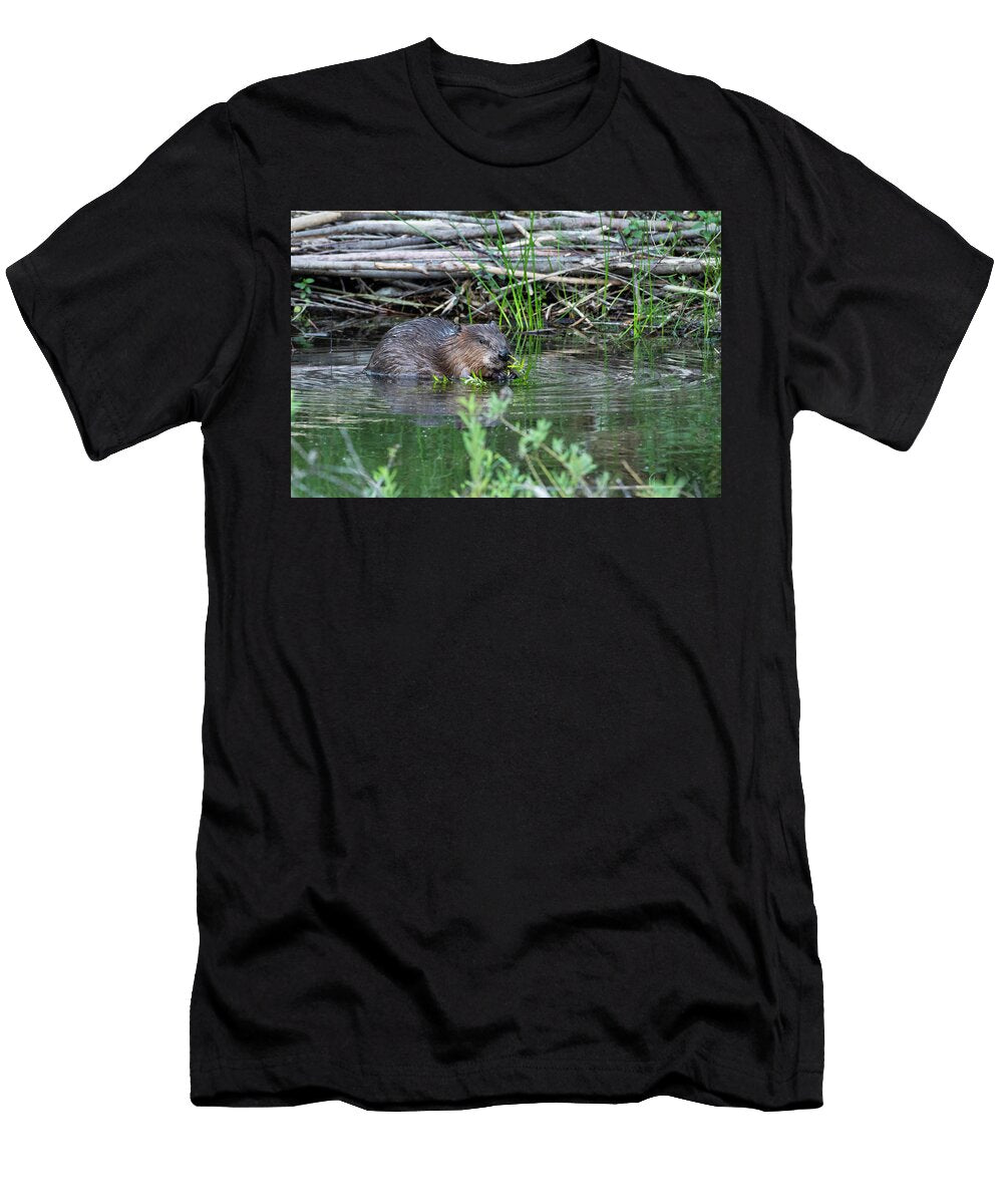 Beaver Female Feeding Isar River Upper Bavaria Germany Konrad Wothe Natureplcom T-Shirt