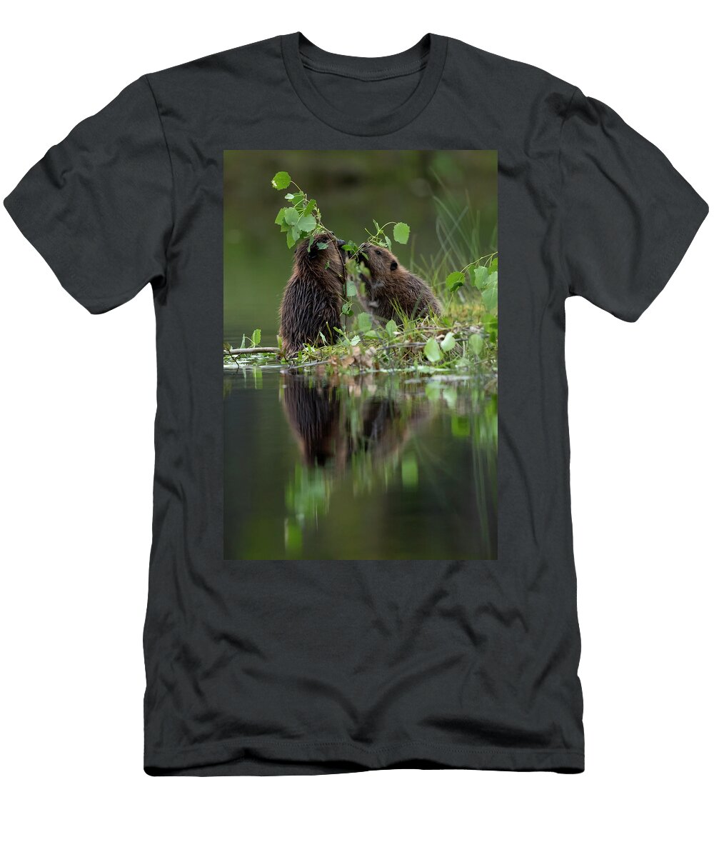 Beaver Kits Eating Aspen Finland Danny Green Natureplcom T-Shirt