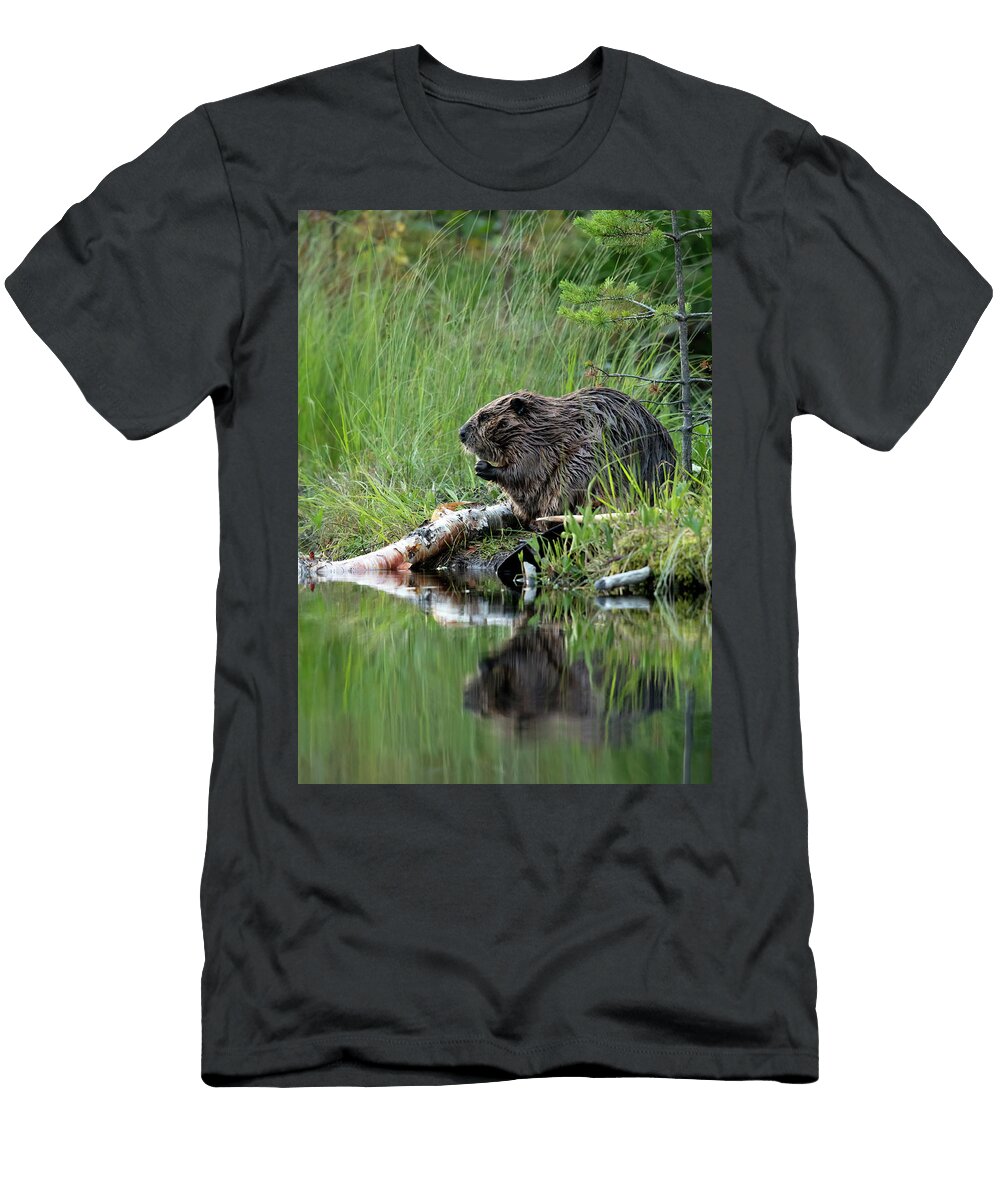 Beaver on River Bank Finland Danny Green Natureplcom T-Shirt