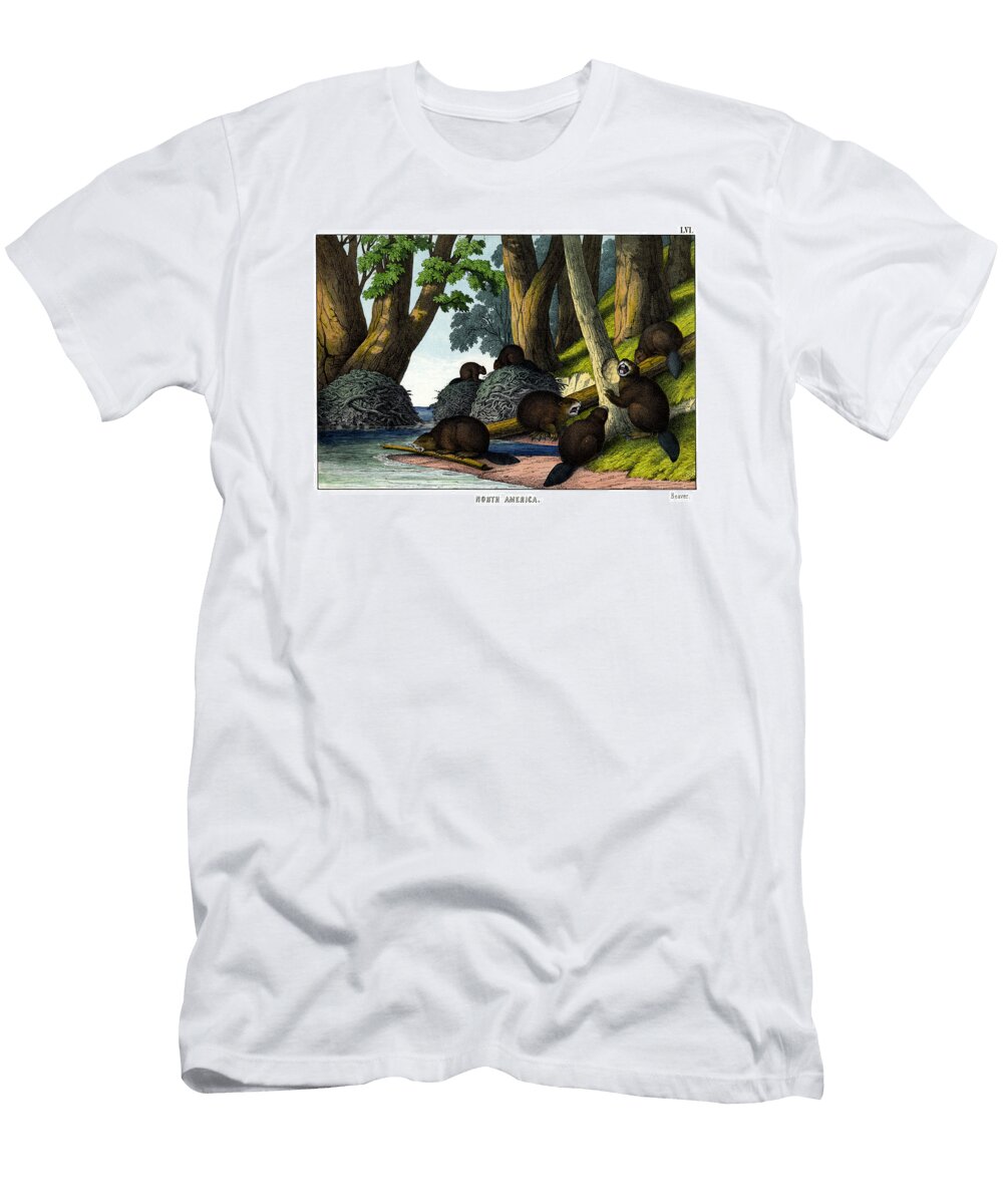 Beaver Splendid Art Prints T-Shirt