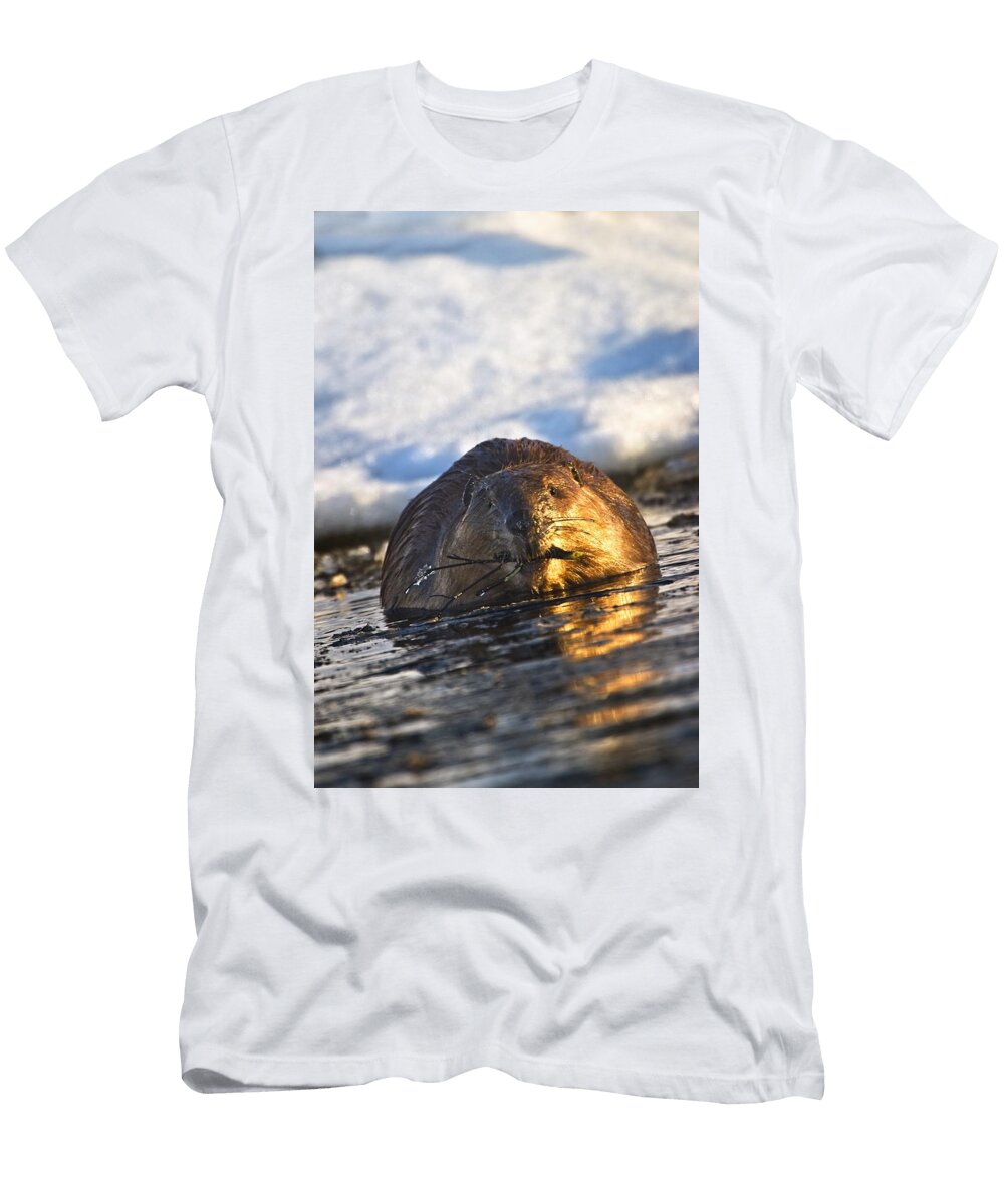 Beaver Swimming in Water with a Branch Richard Wear T-Shirt