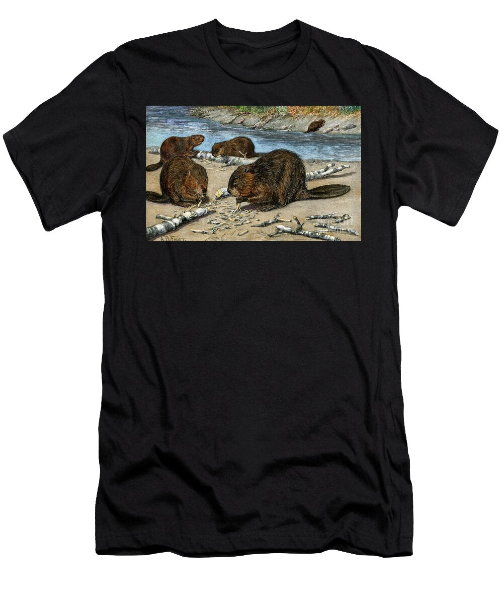 Beavers Gnawing and Cutting Tree Trunks on the Shore of a North American River Canada USA Colour Engraving of 19th Century Based on an Illustration By Abfrost American School T-Shirt