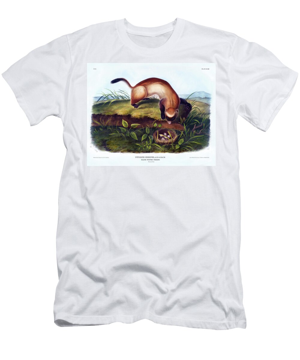 Black Footed Ferret Antique Print Audubon Quadrupeds of North America Pl Xciii John Audubon T-Shirt