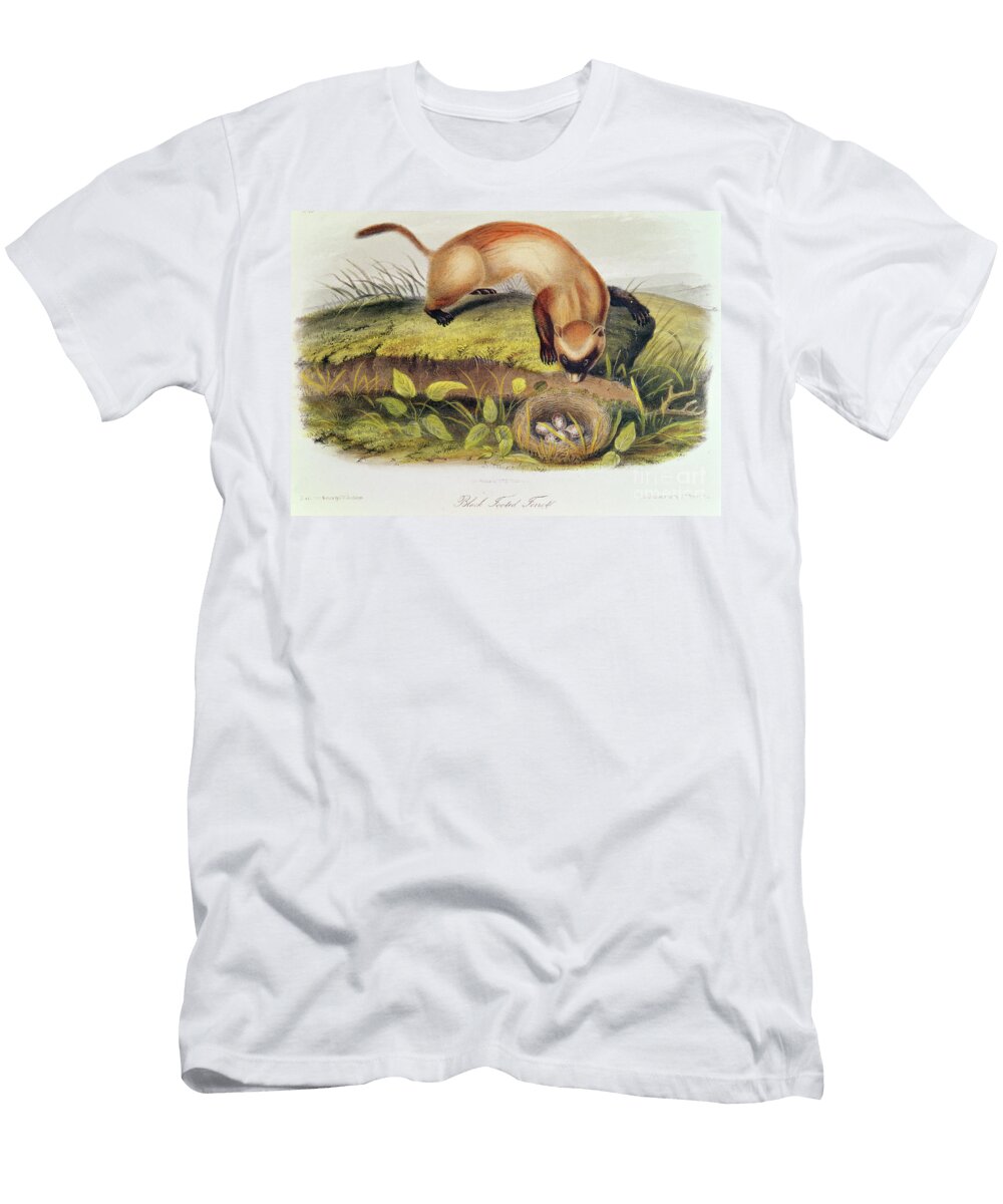 Black Footed Ferret From Quadrupeds of North America John James Audubon T-Shirt