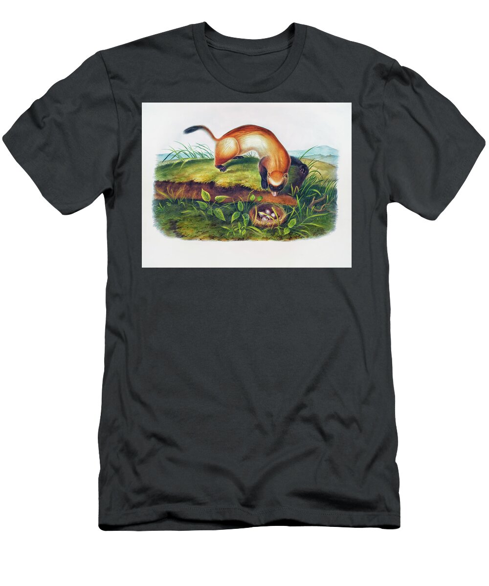 Black Footed Ferret John Woodhouse Audubon T-Shirt