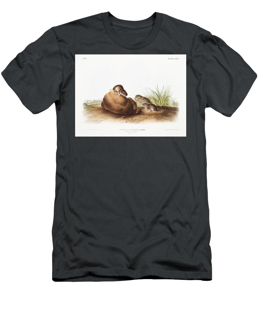 Black Footed Ferret Putorius Nigripes From the Viviparous Quadrupeds of North America 1845 Illustrat Les Classics T-Shirt