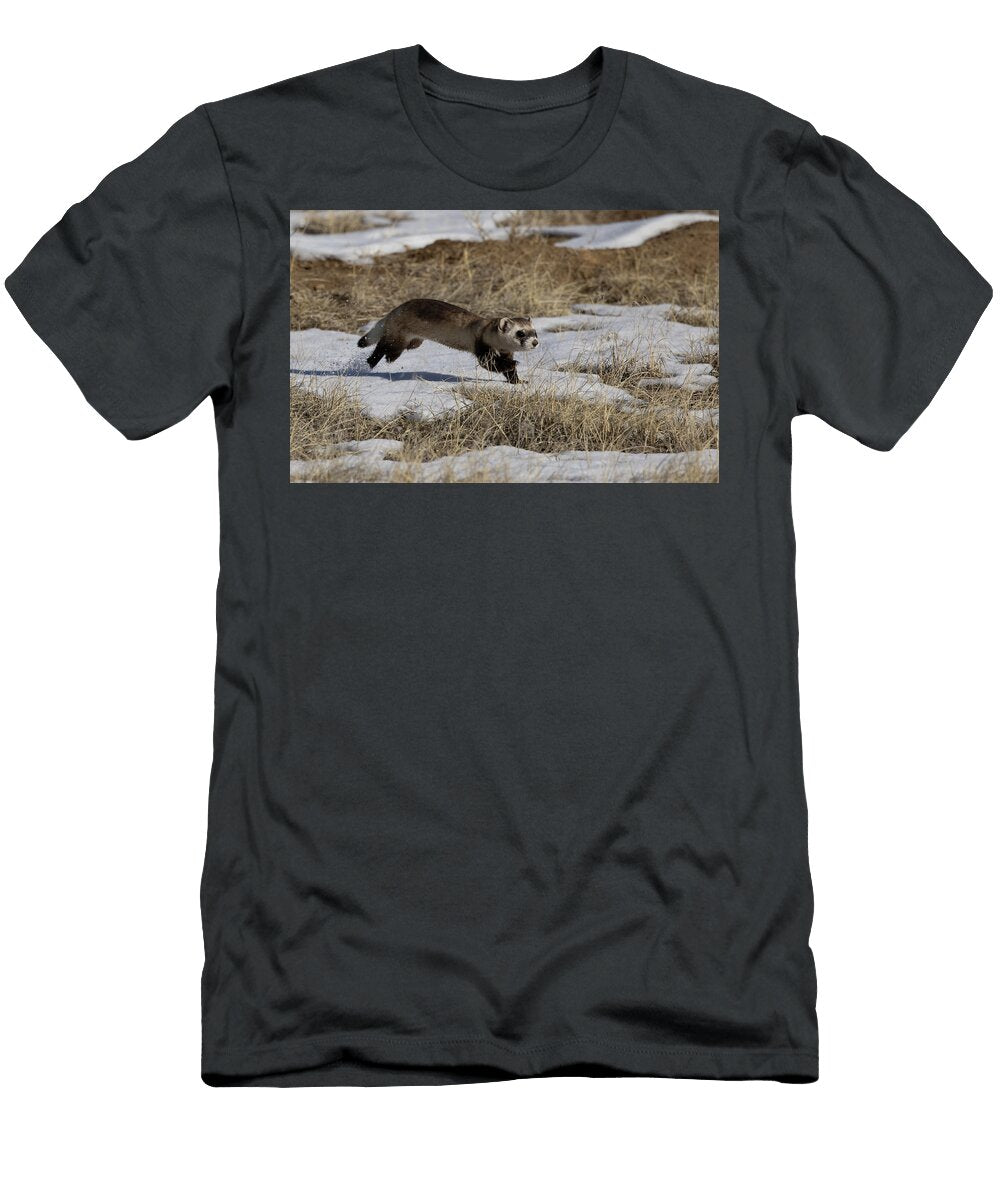 Black Footed Ferret Running in the Snow As It Goes From One Charlie Summers Natureplcom T-Shirt