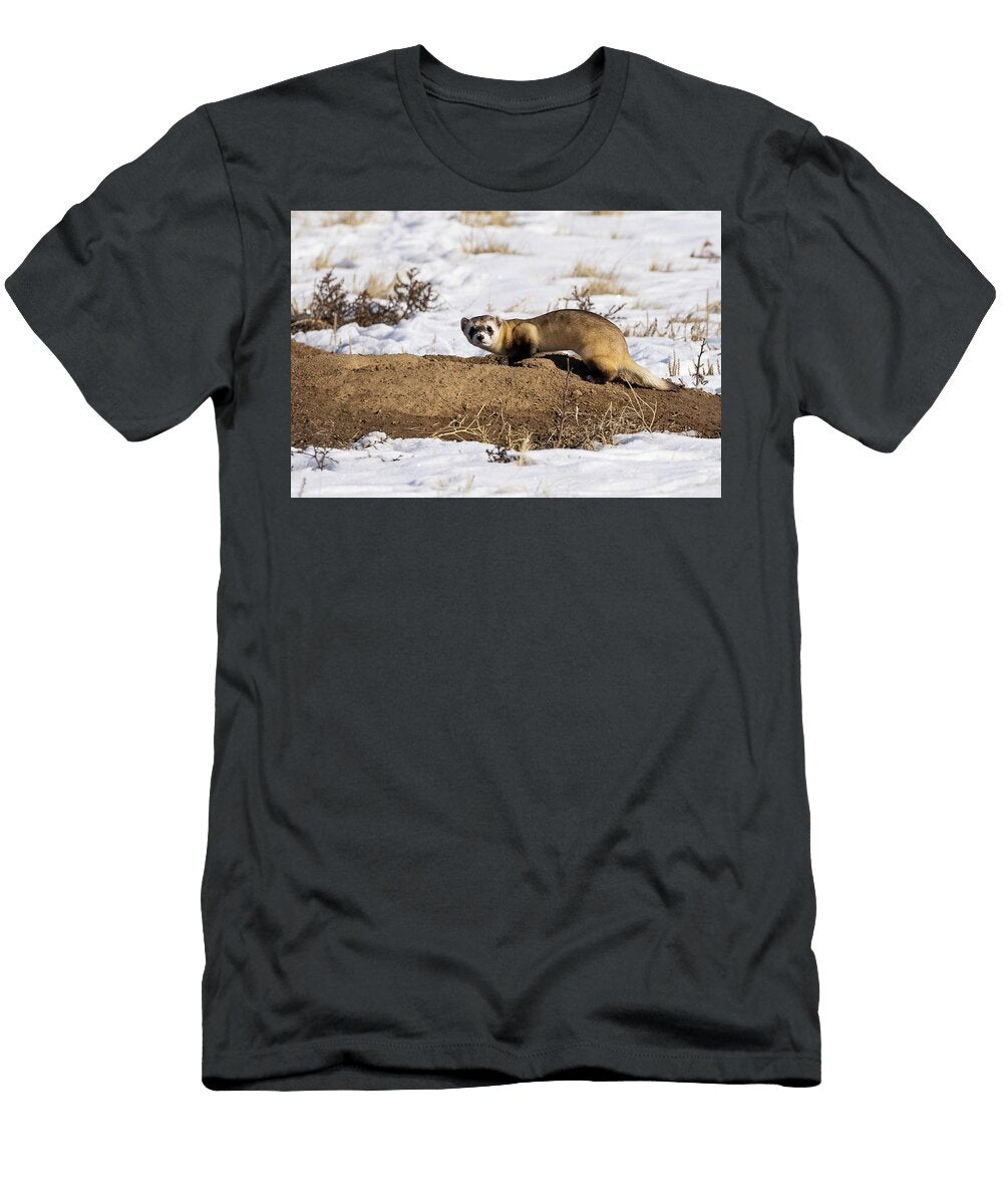Black Footed Ferret Stalks a Prairie Dog Burrow Tony Hake T-Shirt