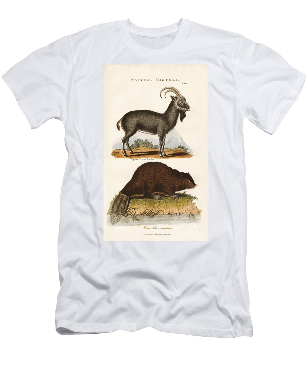 Blue Goat and Beaver 1813 Engraving Sydenham Teast Edwards T-Shirt