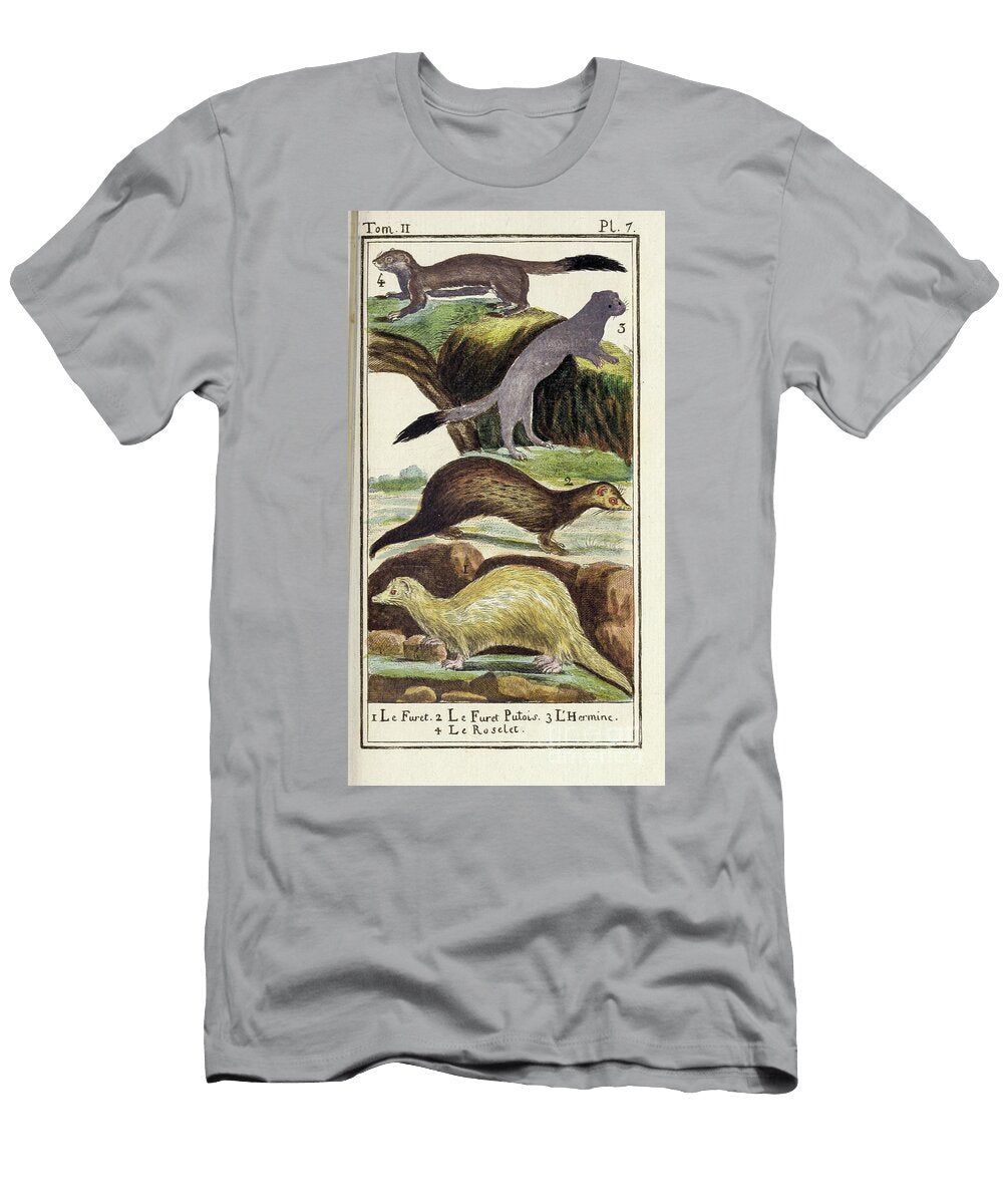 Buffons Plate Showing Weasel Like Quadrupeds Ar5 Historic Illustrations T-Shirt