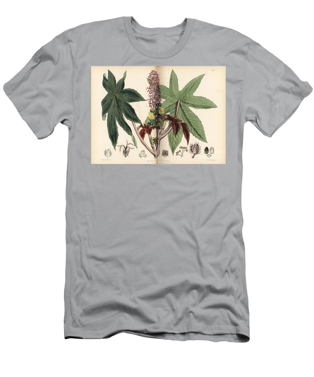 Castor Oil or Palma Christi Ricinus Communis European School T-Shirt