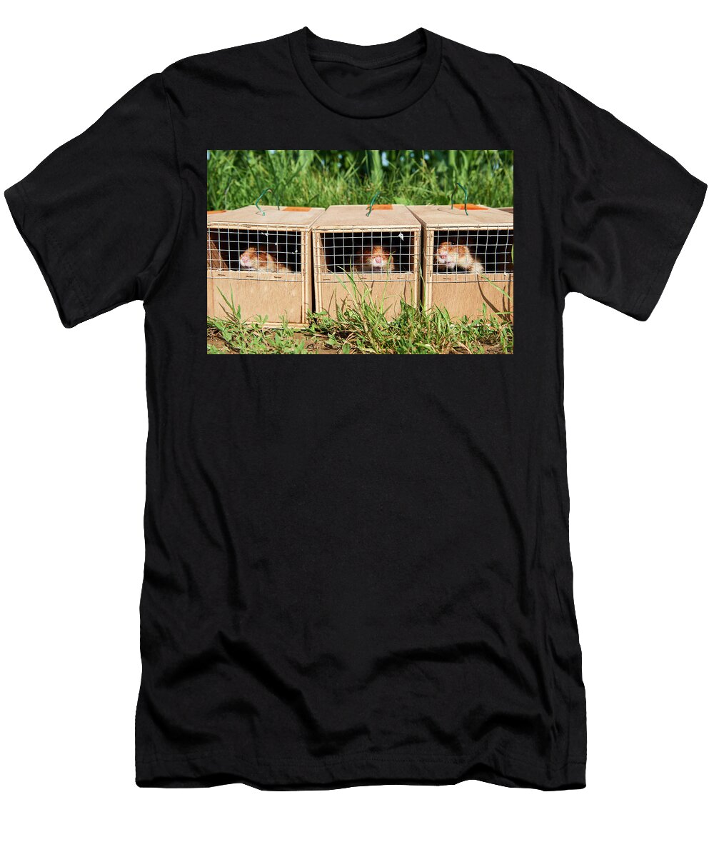 Common Hamsters in Cages Ready for Release in a Wheat Eric Baccega Natureplcom T-Shirt