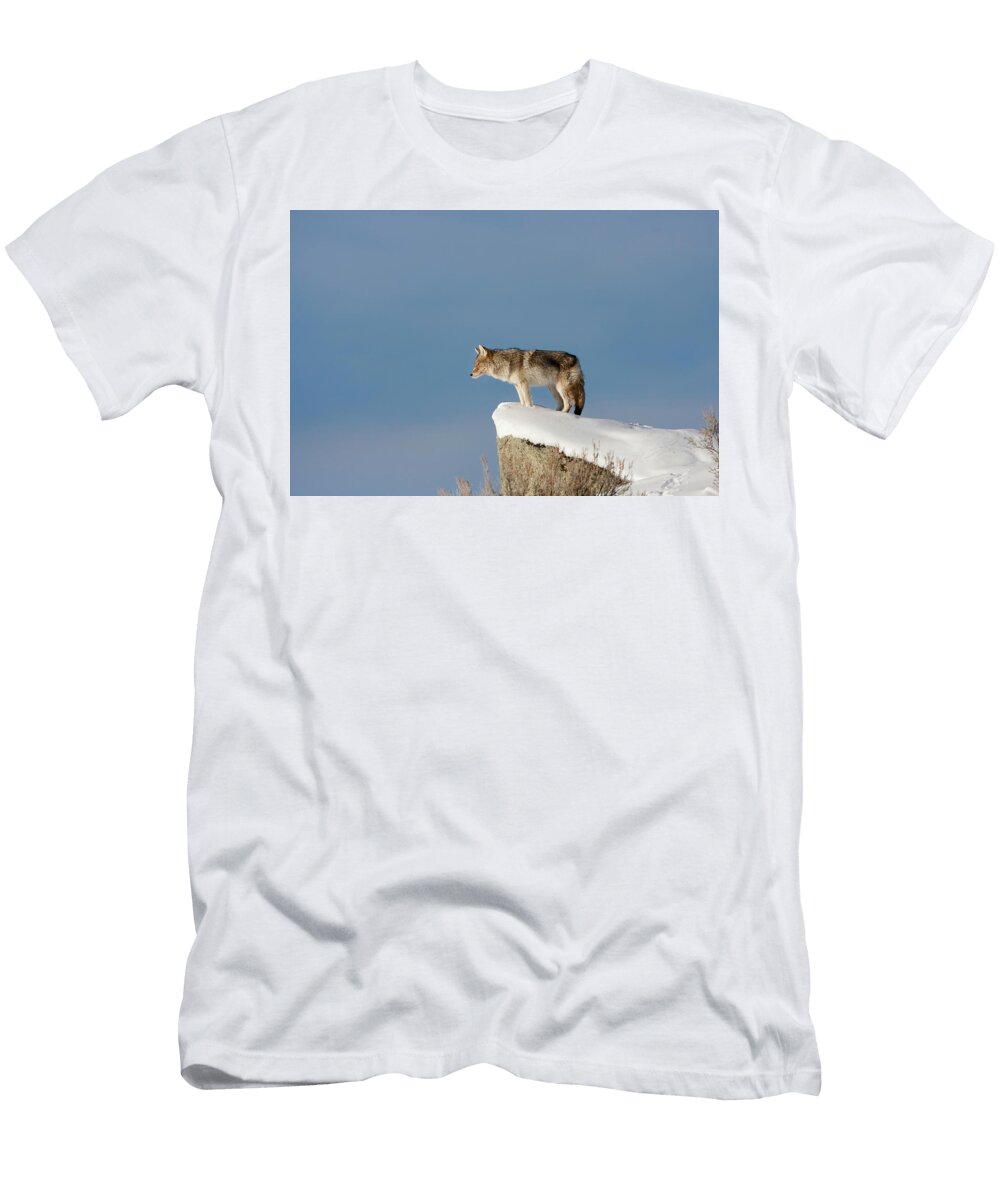 Coyote At Overlook Mark Miller T-Shirt