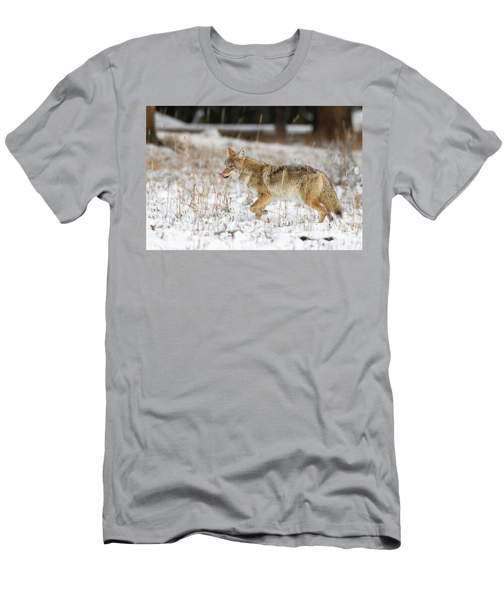 Coyote Hunting After a Fresh Snowfall Yellowstone National George Sanker Natureplcom T-Shirt