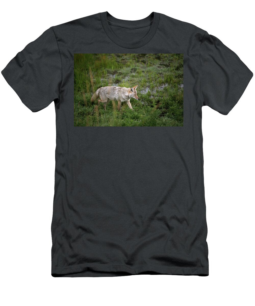 Coyote Hunting in Green Grass At Dawn George Erwin Turner T-Shirt