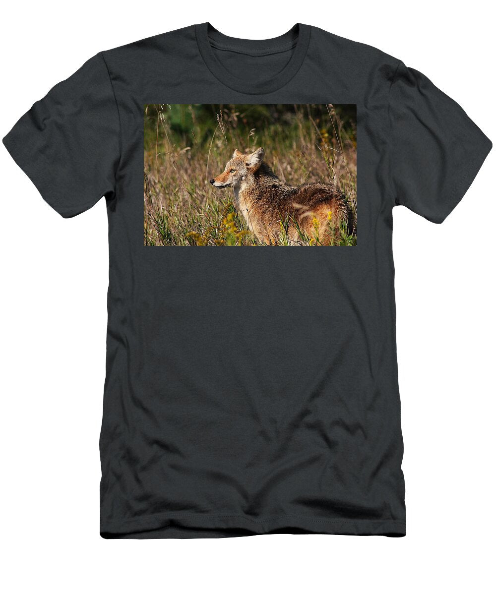Coyote in a Sunlit Field Kayla Dawson T-Shirt