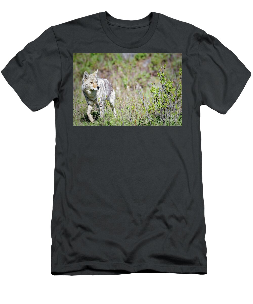 Coyote in a Yellowstone Meadow Natural Focal Point Photography T-Shirt