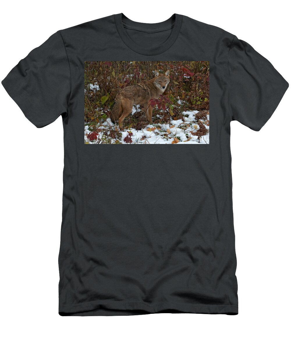 Coyote in Early Winter Stephen J Krasemann T-Shirt