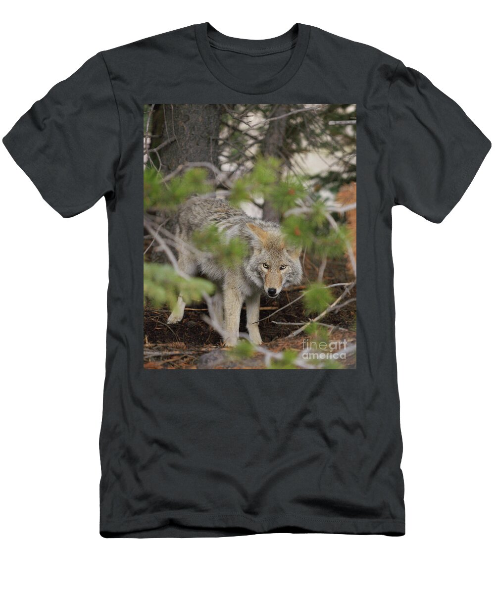 Coyote in Forest Habitat Les Palenik T-Shirt