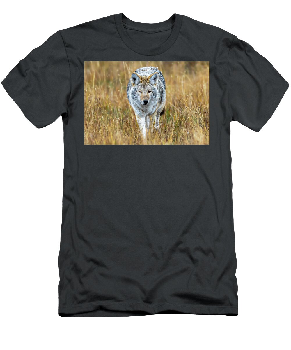 Coyote in Golden Field Amy Booth T-Shirt