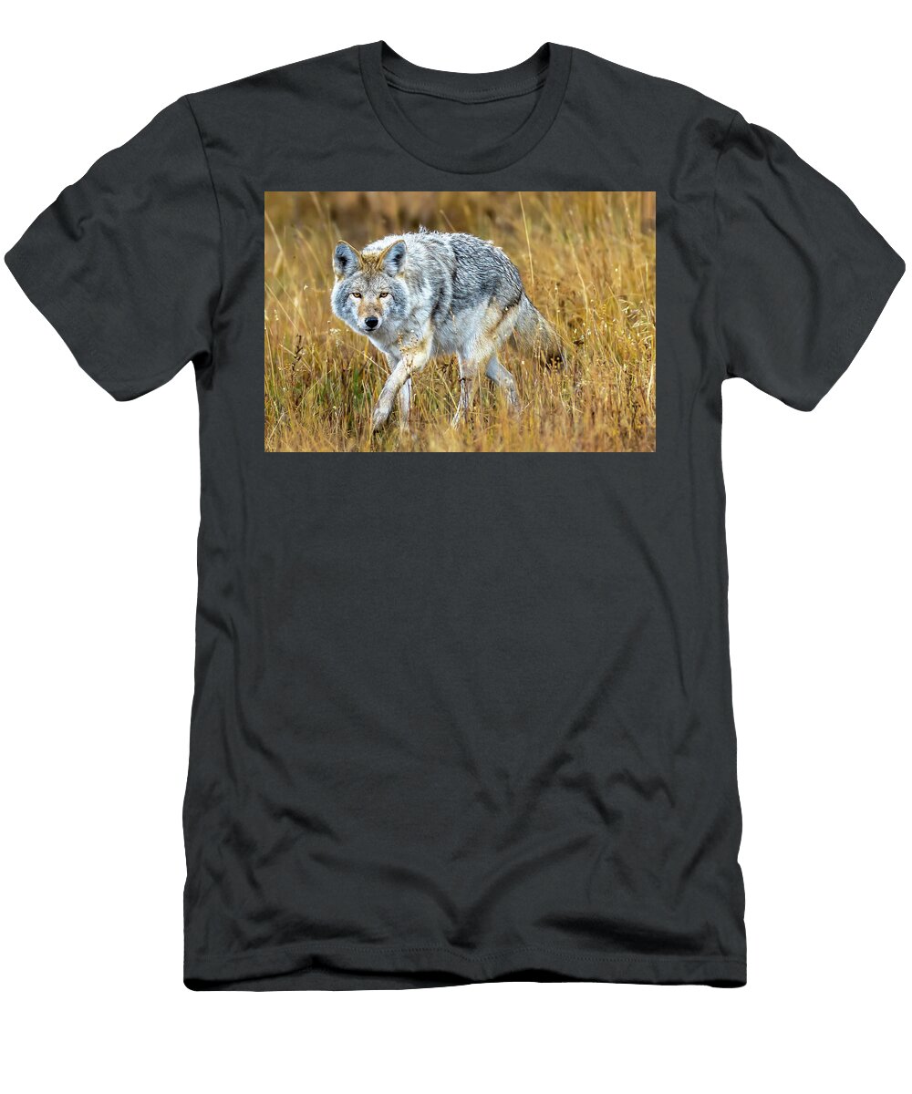 Coyote in Grassy Field Amy Booth T-Shirt