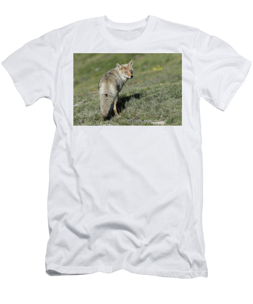 Coyote in Grassy Field Brad Manard T-Shirt