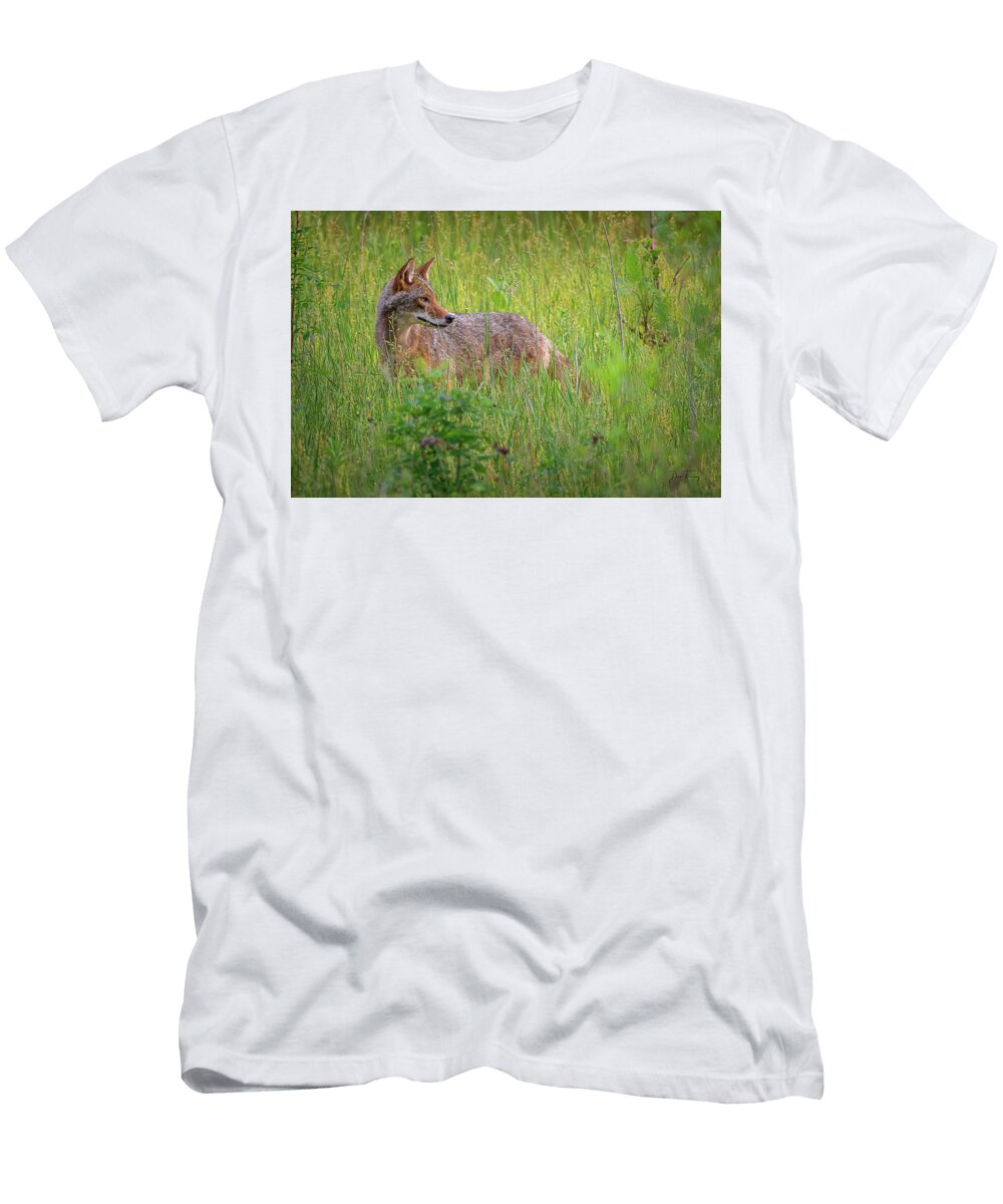Coyote in Lush Greenery Dan Fearing T-Shirt