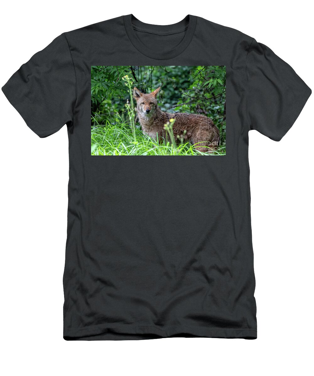 Coyote in Lush Greenery Erin Okeefe T-Shirt