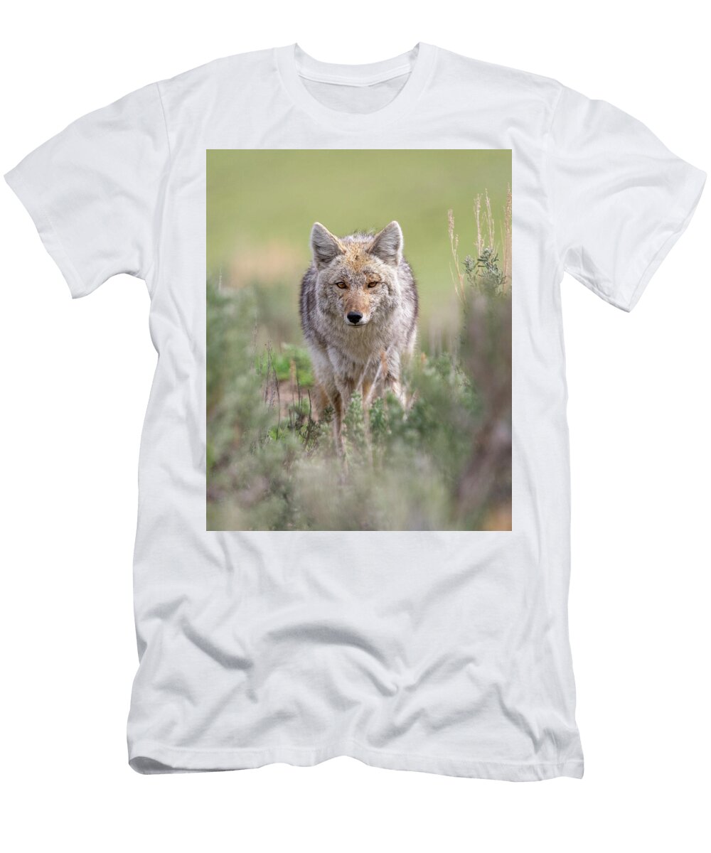Coyote in Natural Habitat Adam Bitner T-Shirt