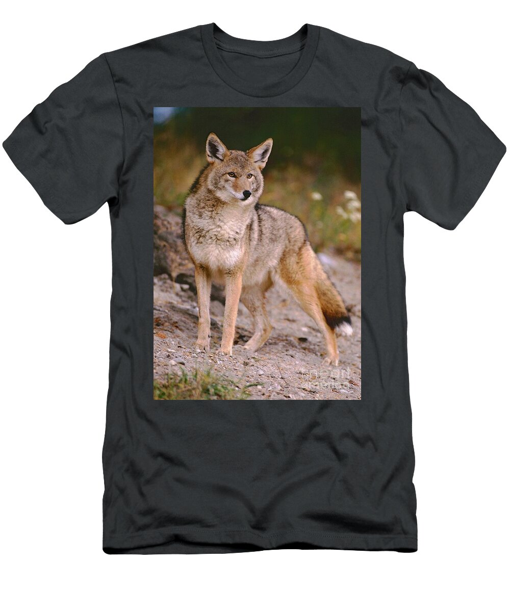 Coyote in Natural Habitat Slide Gig T-Shirt
