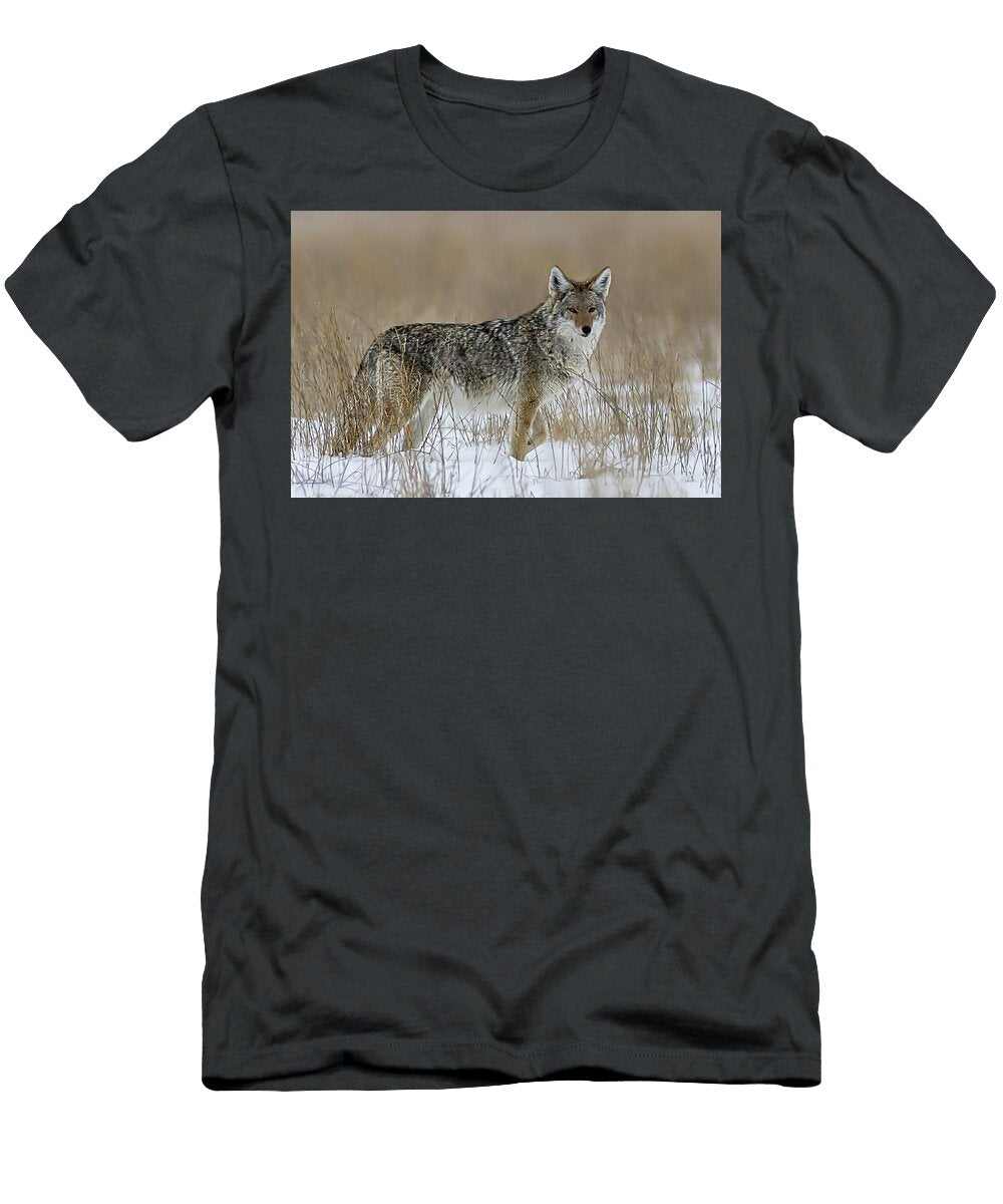 Coyote in Snowy Grassland Amy Booth T-Shirt