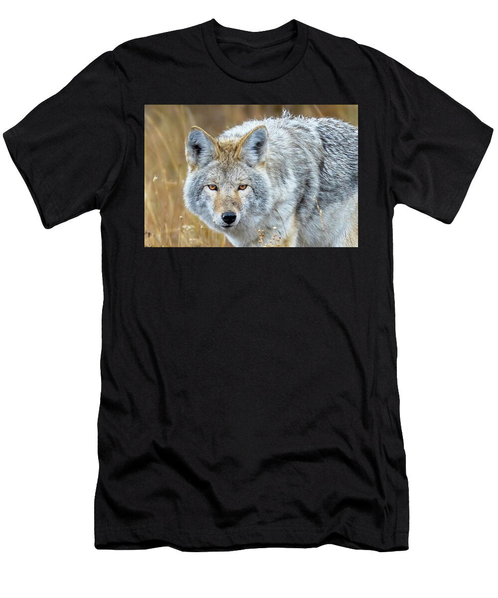 Coyote in the Grasslands Amy Booth T-Shirt