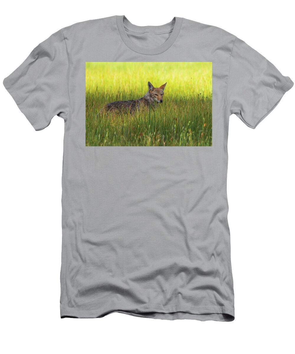 Coyote in the Tail Grass Michael Petrich T-Shirt