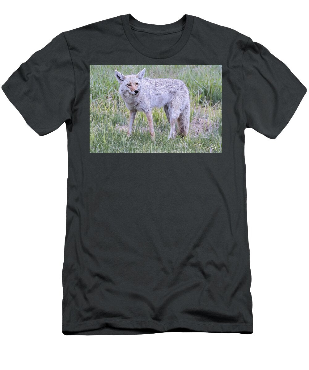 Coyote Isabella Smedley Nature T-Shirt