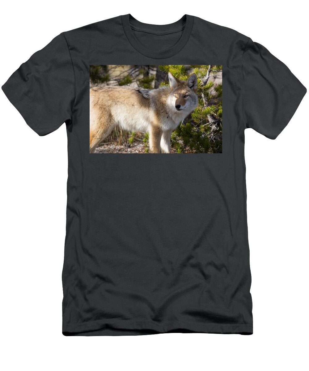 Coyote Les Classics T-Shirt