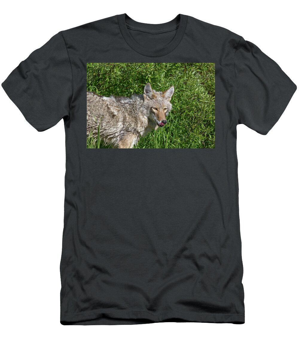 Coyote Licking His Lips George Erwin Turner T-Shirt