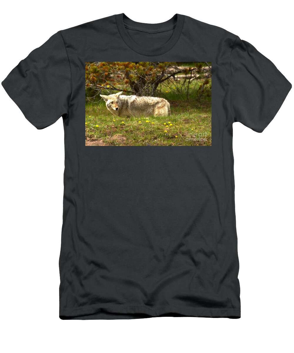 Coyote Looking Back Adam Jewell T-Shirt
