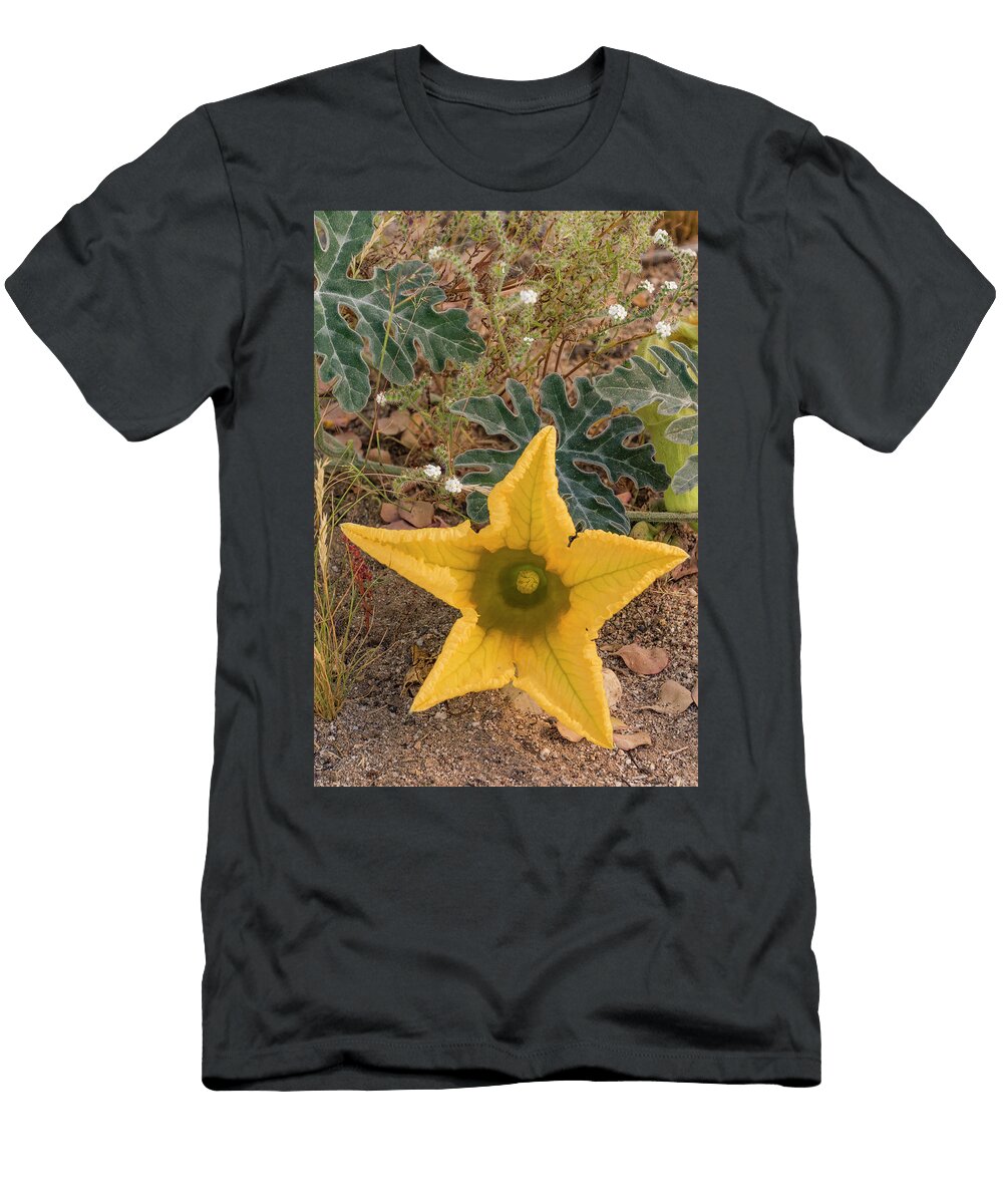 Coyote Melon Flower Baja California Jeff Foott Natureplcom T-Shirt