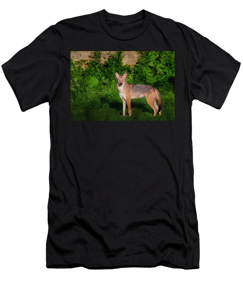 Coyote of Summer Bill Wakeley T-Shirt