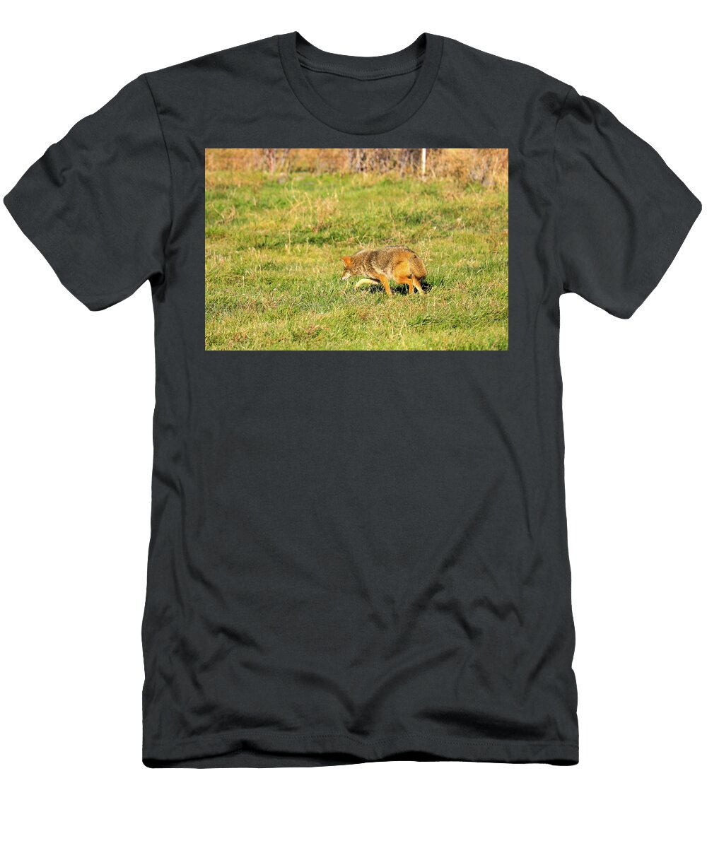 Coyote Pawing At Prey Jeff Swan T-Shirt