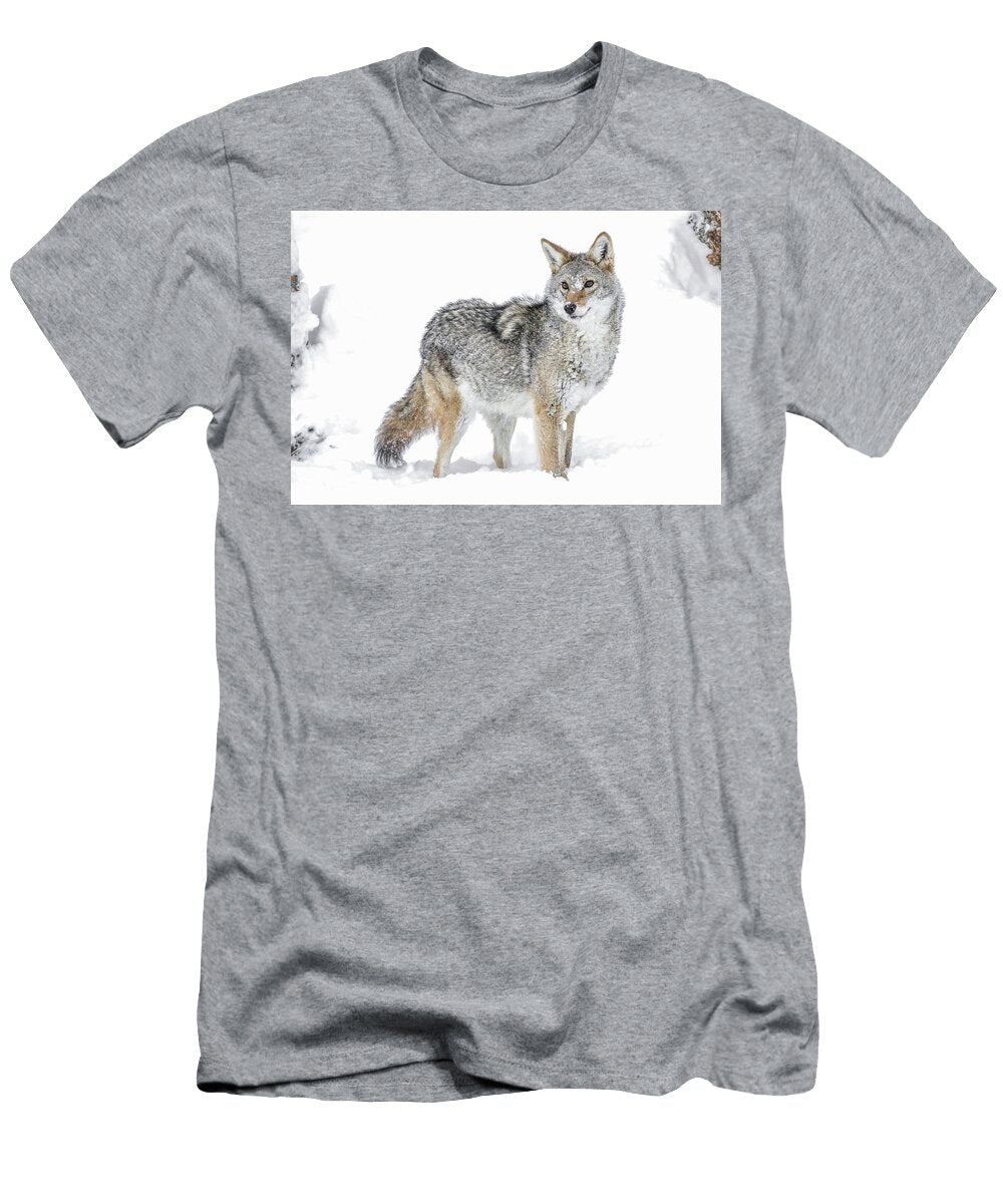 Coyote Photoshoot in the Snow Athena Mckinzie T-Shirt