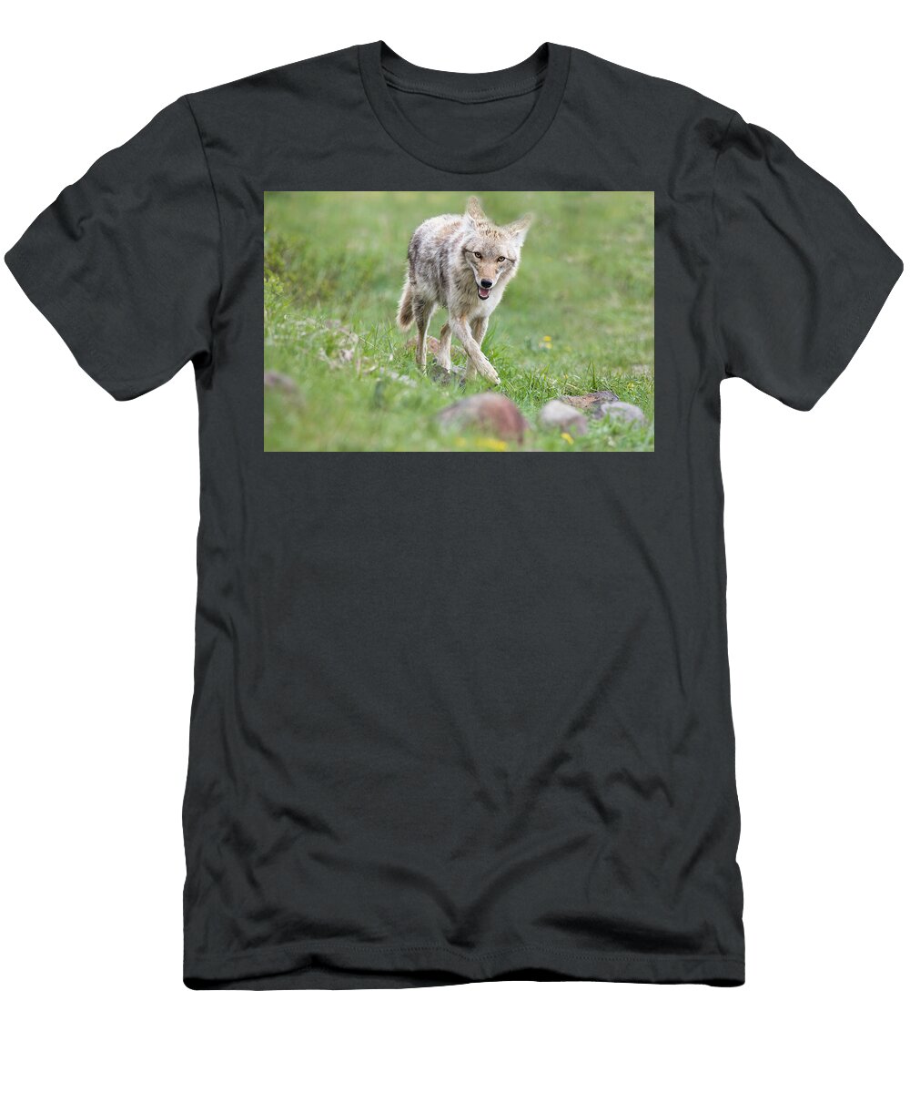 Coyote Portrait Isabella Smedley T-Shirt