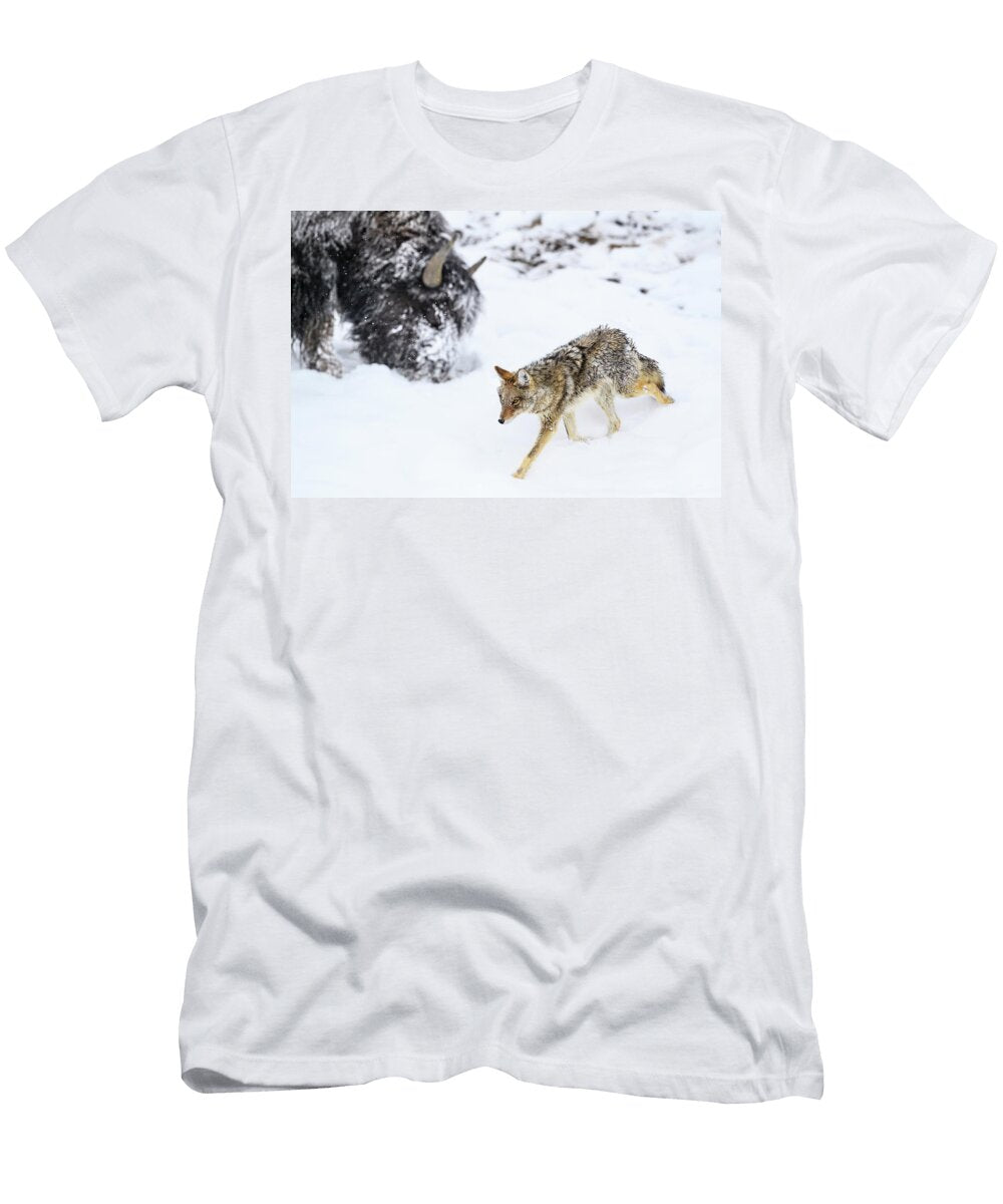 Coyote Running Past Grazing Bison in Snow Hayden Valley Nick Garbutt Natureplcom T-Shirt